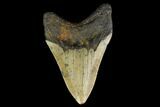 Fossil Megalodon Tooth - North Carolina #131584-1